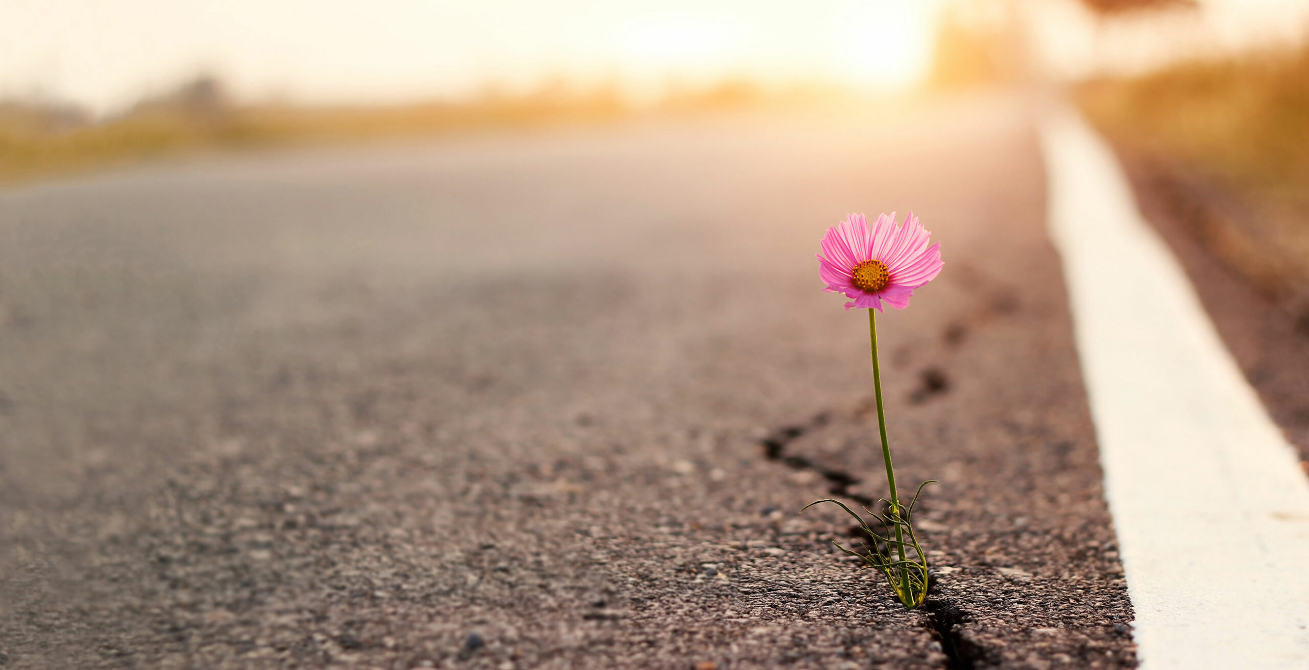 a flower growing out of a crack in pavement